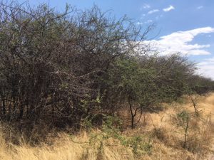 Dichte sekelbos bush in Namibie