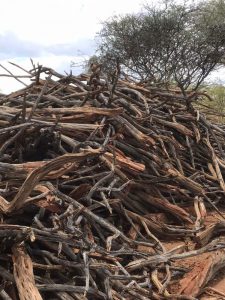 Sekelbos hout gedroogd en klaar voor verwerking